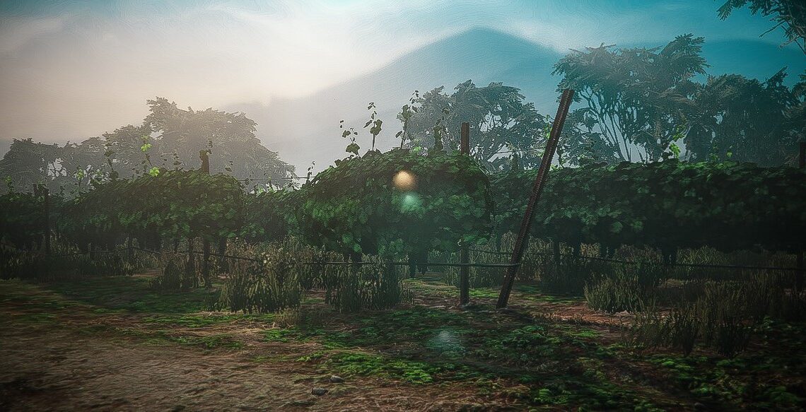 Visite du vignoble