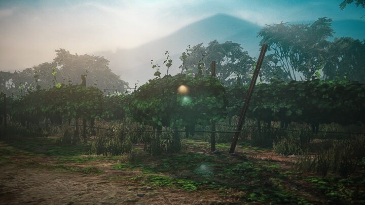 Visite du vignoble