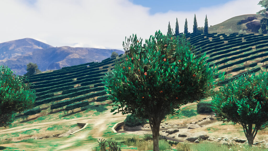 Oranger et vignes